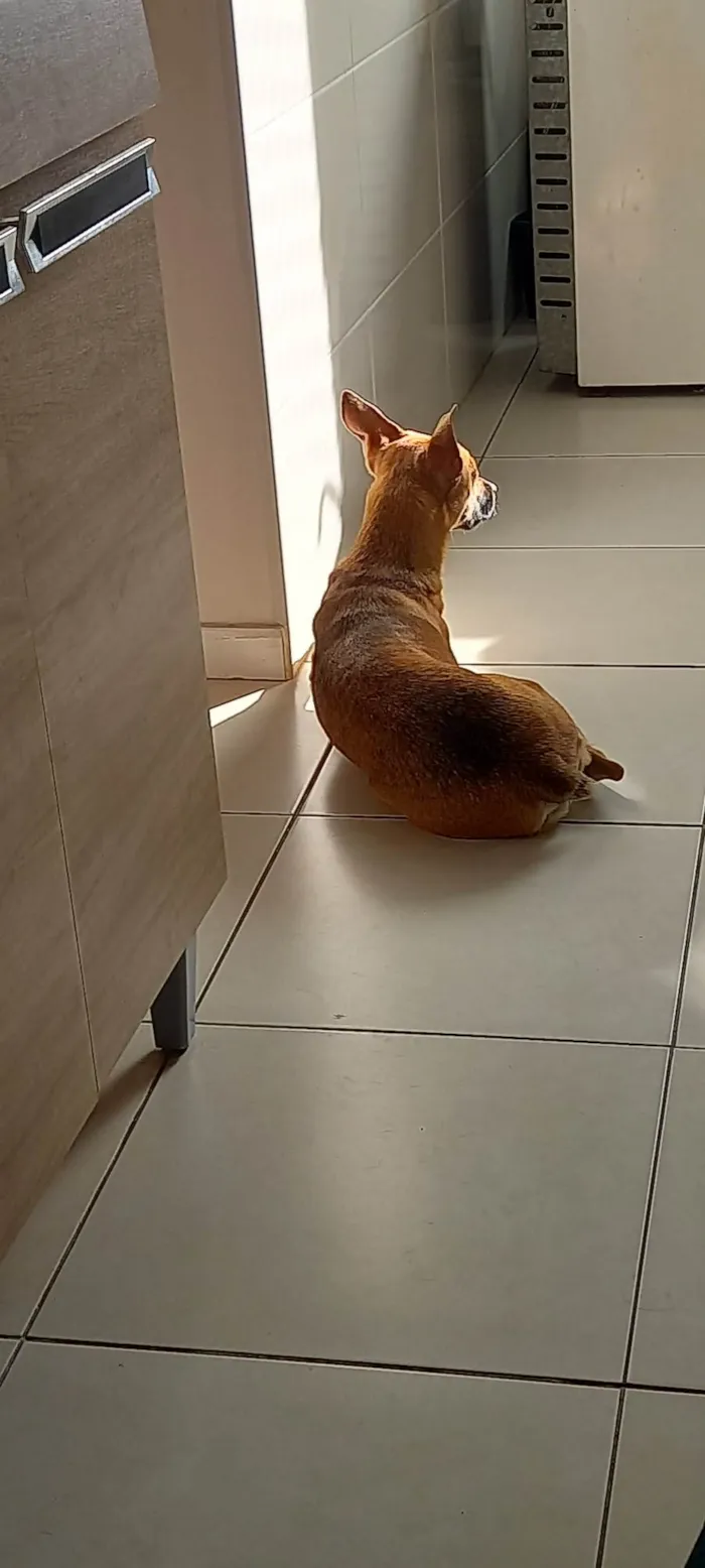 Cachorro ra a SRD-ViraLata idade 1 ano nome Anastácia 