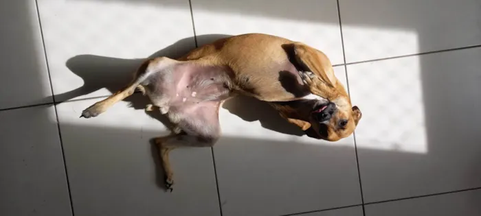 Cachorro ra a SRD-ViraLata idade 1 ano nome Anastácia 