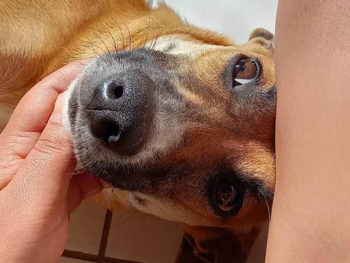 Cachorro ra a SRD-ViraLata idade 1 ano nome Anastácia 