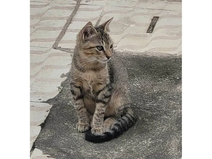 Gato raça SRD-ViraLata idade 2 a 6 meses nome Pixoto