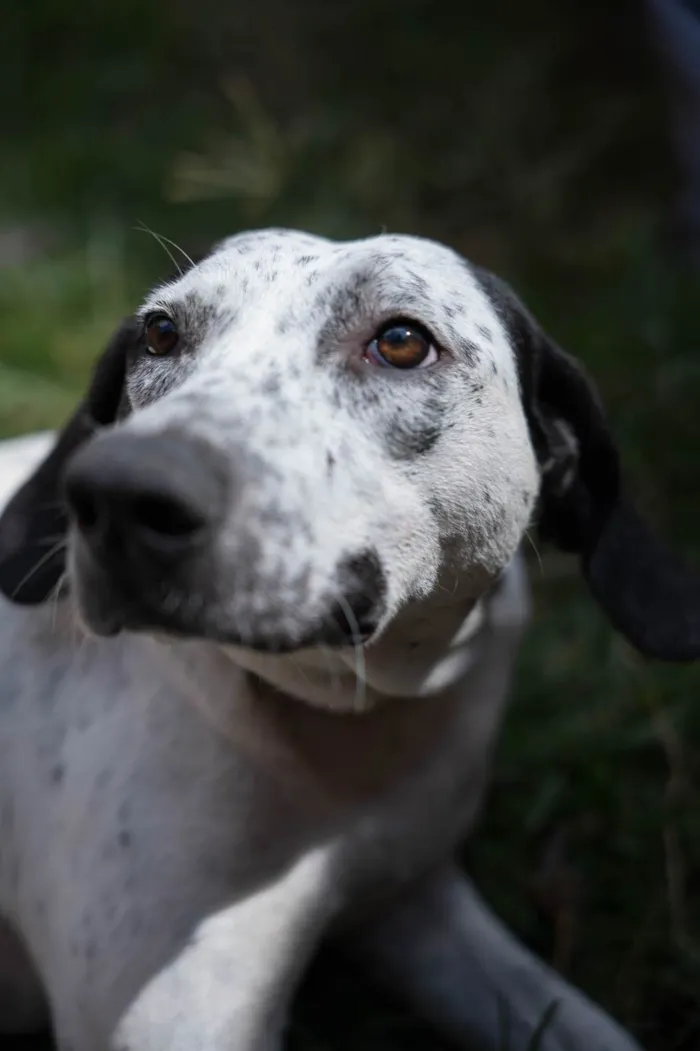 Cachorro raça SRD-ViraLata idade 1 ano nome Fiona