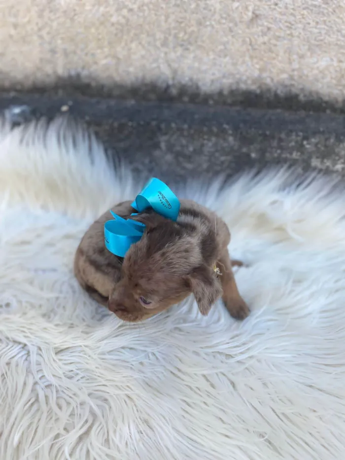 Cachorro ra a SRD-ViraLata idade Abaixo de 2 meses nome Toby