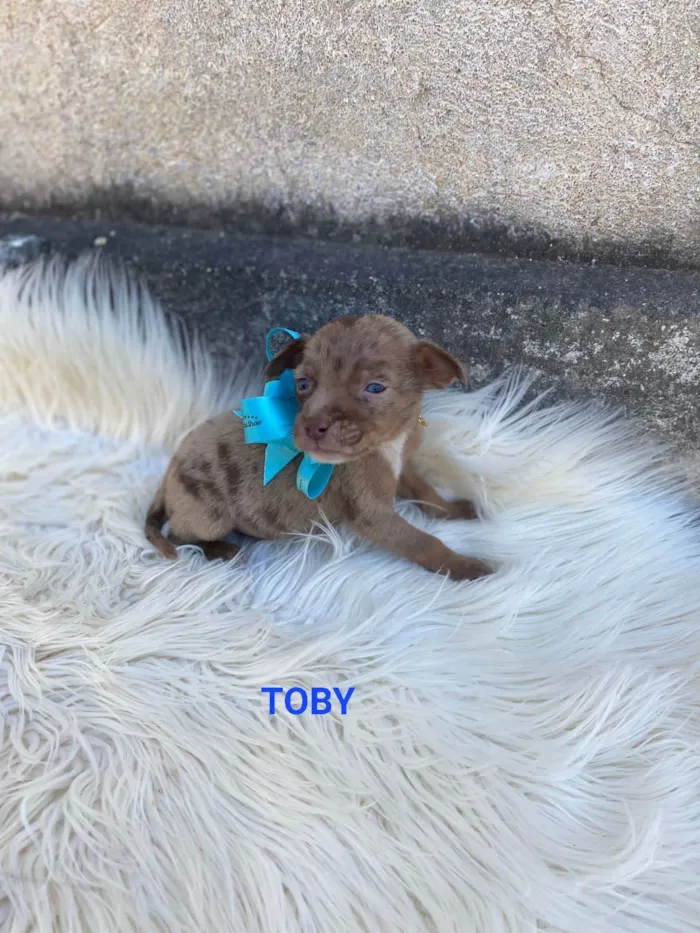 Cachorro ra a SRD-ViraLata idade Abaixo de 2 meses nome Toby