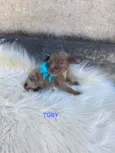 Toby