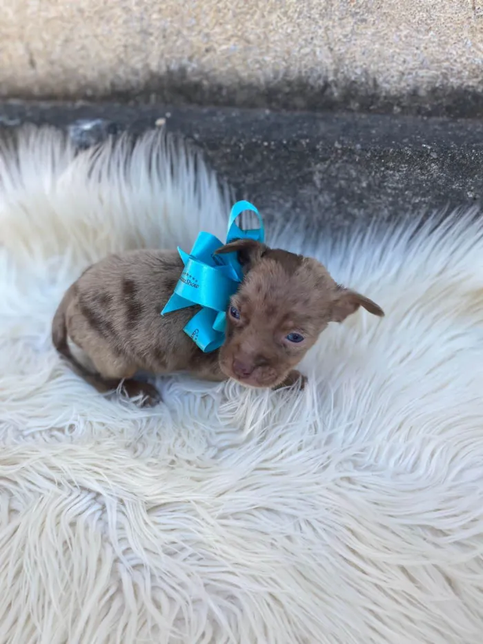 Cachorro ra a SRD-ViraLata idade Abaixo de 2 meses nome Toby