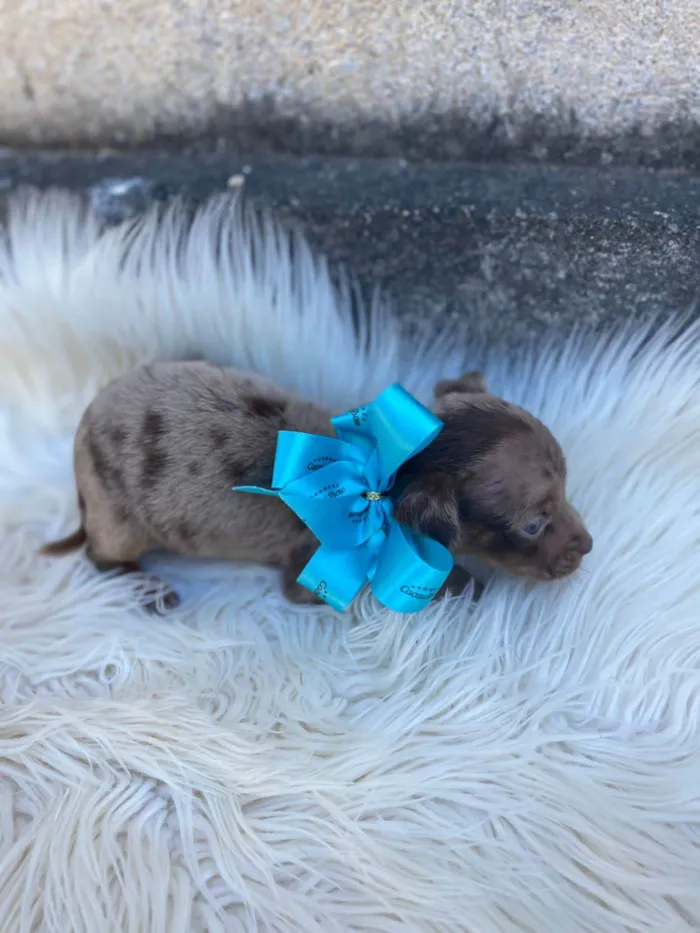 Cachorro ra a SRD-ViraLata idade Abaixo de 2 meses nome Toby