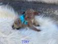 Toby