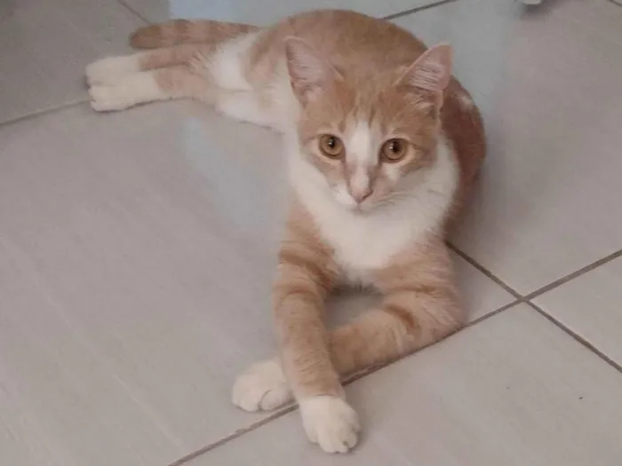 Gato ra a SRD-ViraLata idade 2 anos nome Nino