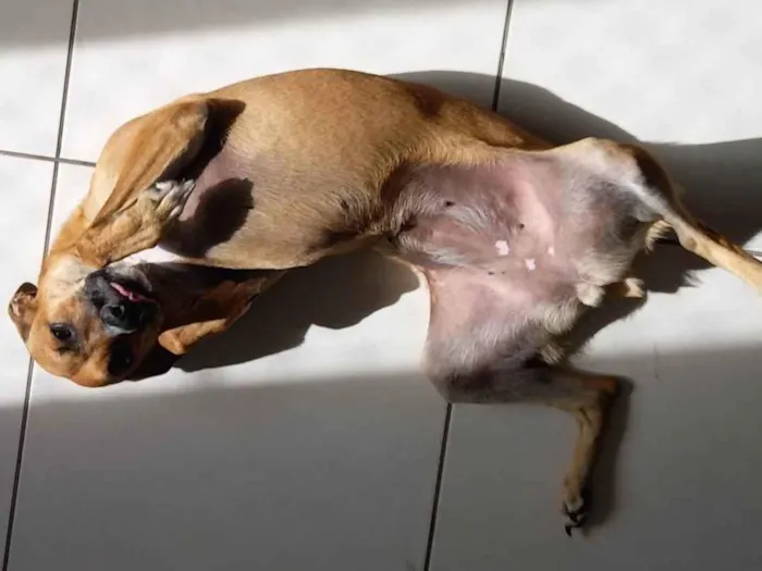 Cachorro ra a SRD-ViraLata idade 1 ano nome Anastácia 