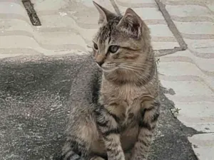 Gato raça SRD-ViraLata idade 2 a 6 meses nome Pixoto