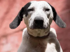 Cachorro raça SRD-ViraLata idade 1 ano nome Fiona