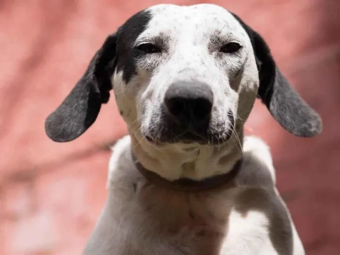 Cachorro raça SRD-ViraLata idade 1 ano nome Fiona