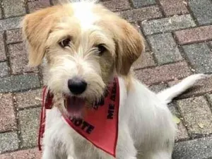 Cachorro raça SRD-ViraLata idade  nome Juca