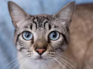 Gato raça SRD-ViraLata idade  nome Príncipe 