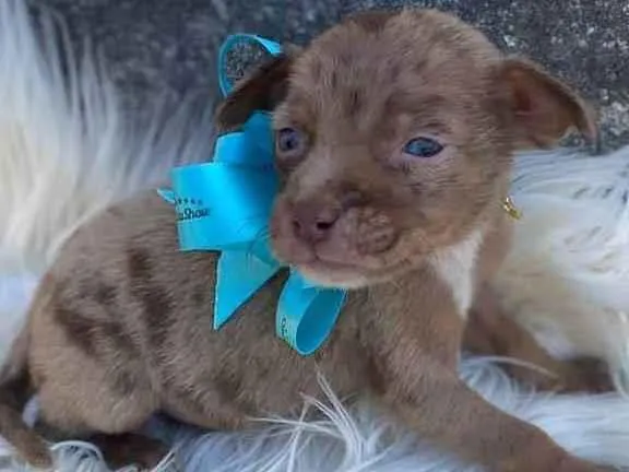 Cachorro ra a SRD-ViraLata idade Abaixo de 2 meses nome Toby