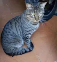 Tom