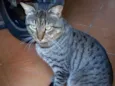 Tom