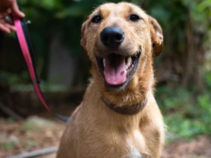 Cachorro raça SRD-ViraLata idade 1 ano nome Billi