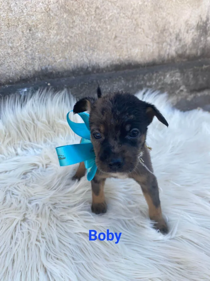 Cachorro ra a SRD-ViraLata idade Abaixo de 2 meses nome Bob