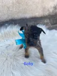 Bob