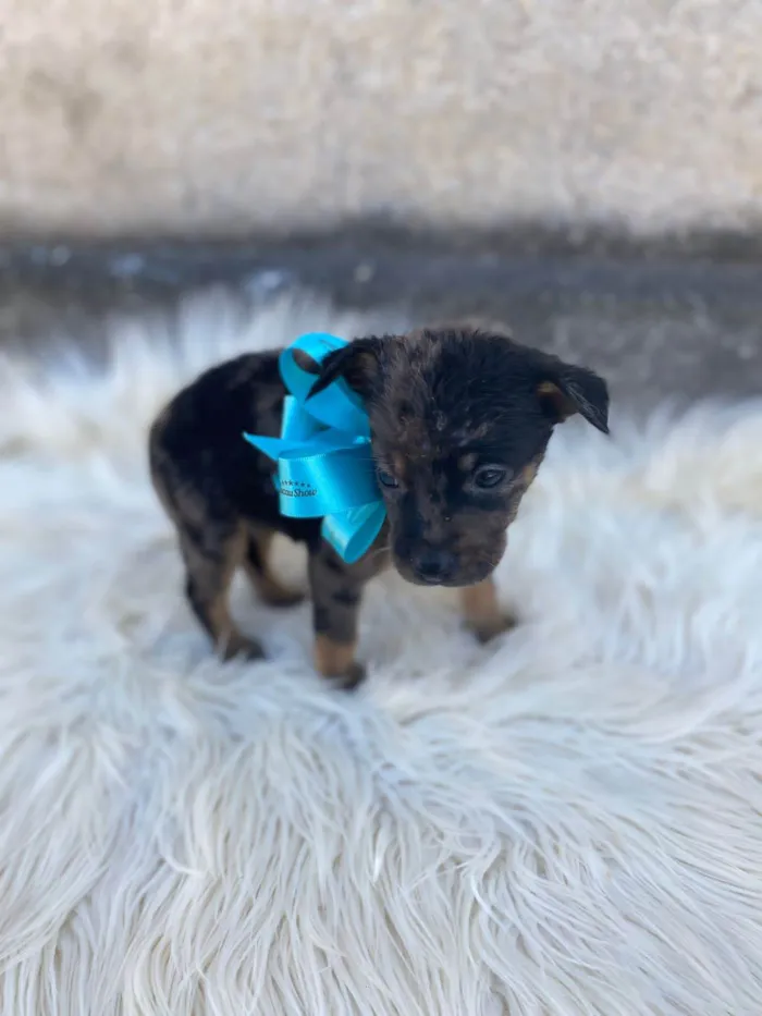 Cachorro ra a SRD-ViraLata idade Abaixo de 2 meses nome Bob
