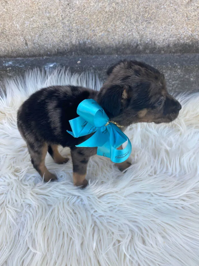 Cachorro ra a SRD-ViraLata idade Abaixo de 2 meses nome Bob