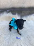 Thor