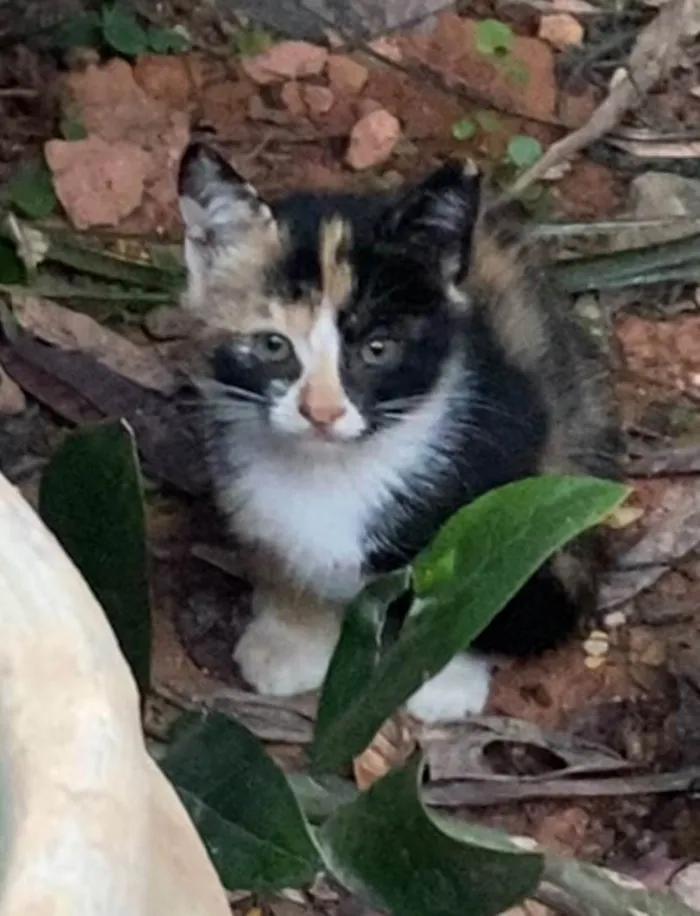 Gato ra a Sem raça idade 2 a 6 meses nome Phoebbe