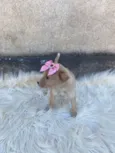 Lila