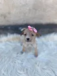 Lila