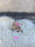 Lila