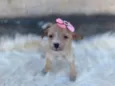 Lila