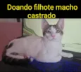 AMENDOIM