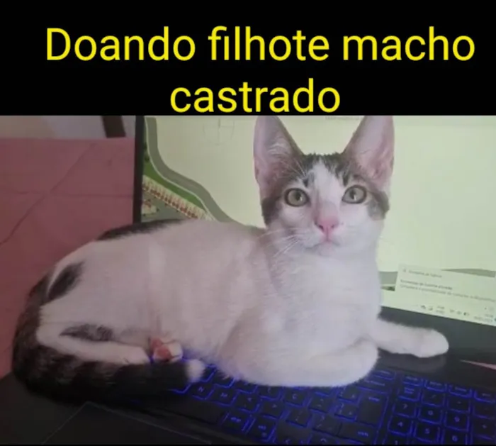 Gato ra a Srd idade 2 a 6 meses nome AMENDOIM