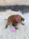 Laila