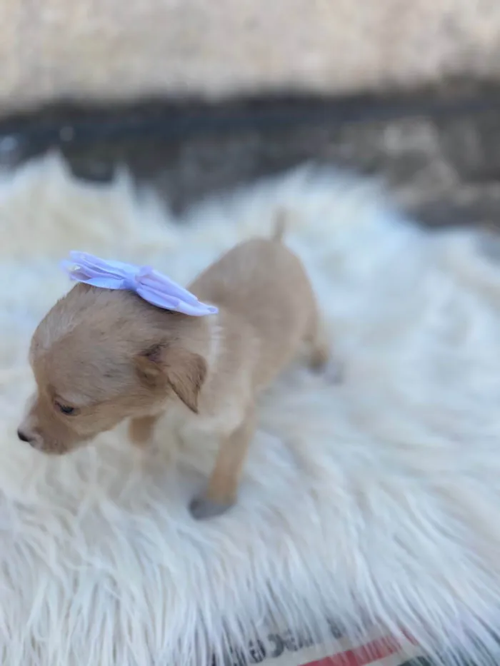 Cachorro ra a SRD-ViraLata idade Abaixo de 2 meses nome Lua 