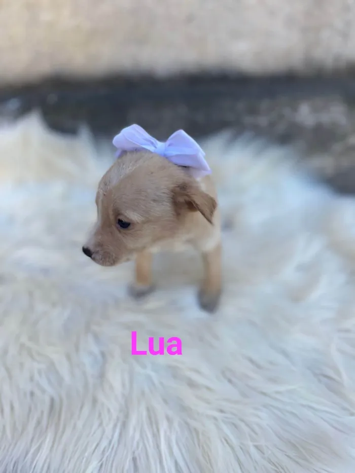Cachorro ra a SRD-ViraLata idade Abaixo de 2 meses nome Lua 