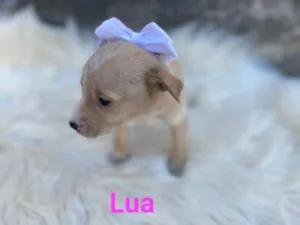 Cachorro raça SRD-ViraLata idade Abaixo de 2 meses nome Lua 