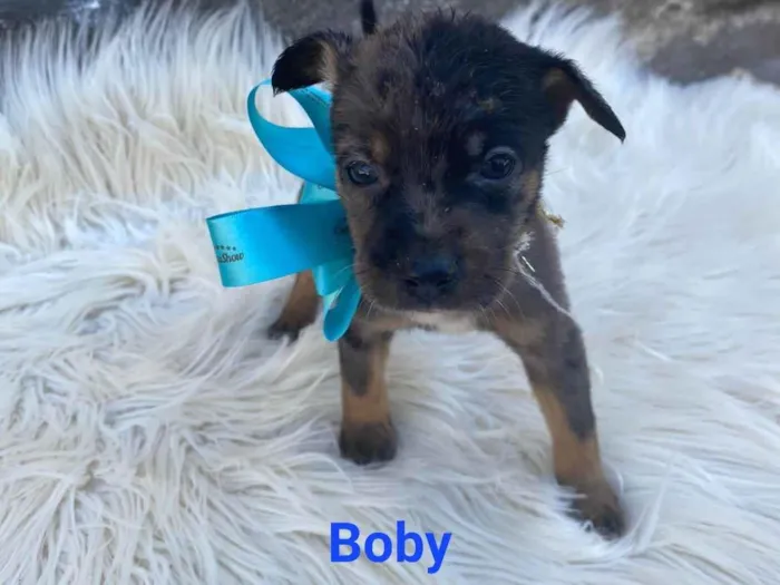 Cachorro ra a SRD-ViraLata idade Abaixo de 2 meses nome Bob
