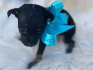 Cachorro raça SRD-ViraLata idade Abaixo de 2 meses nome Thor 