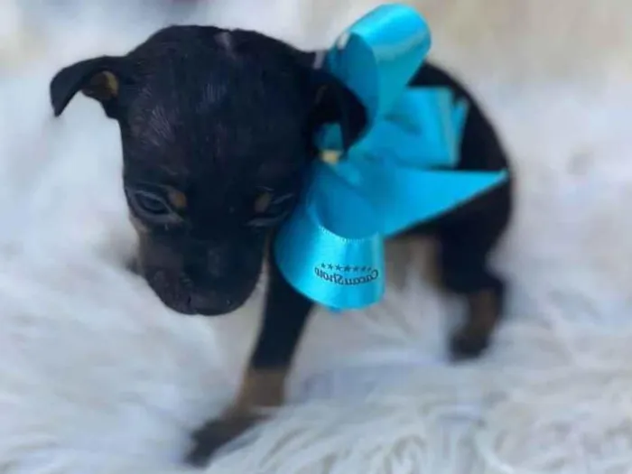 Cachorro ra a SRD-ViraLata idade Abaixo de 2 meses nome Thor 