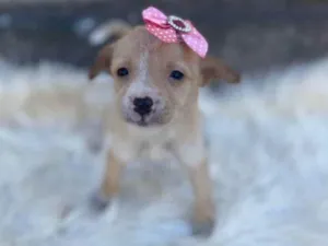 Cachorro raça SRD-ViraLata idade Abaixo de 2 meses nome Lila