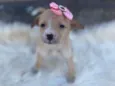 Lila