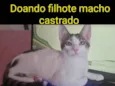 AMENDOIM