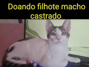 Gato raça Srd idade 2 a 6 meses nome AMENDOIM