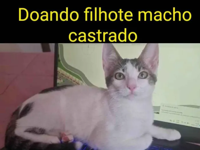 Gato ra a Srd idade 2 a 6 meses nome AMENDOIM