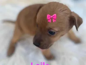 Cachorro raça SRD-ViraLata idade Abaixo de 2 meses nome Laila