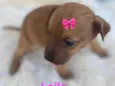 Laila