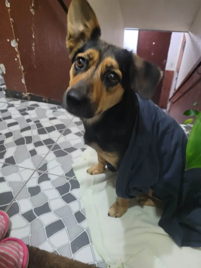 Cachorro ra a Vira lata  idade  nome Não sabemos 