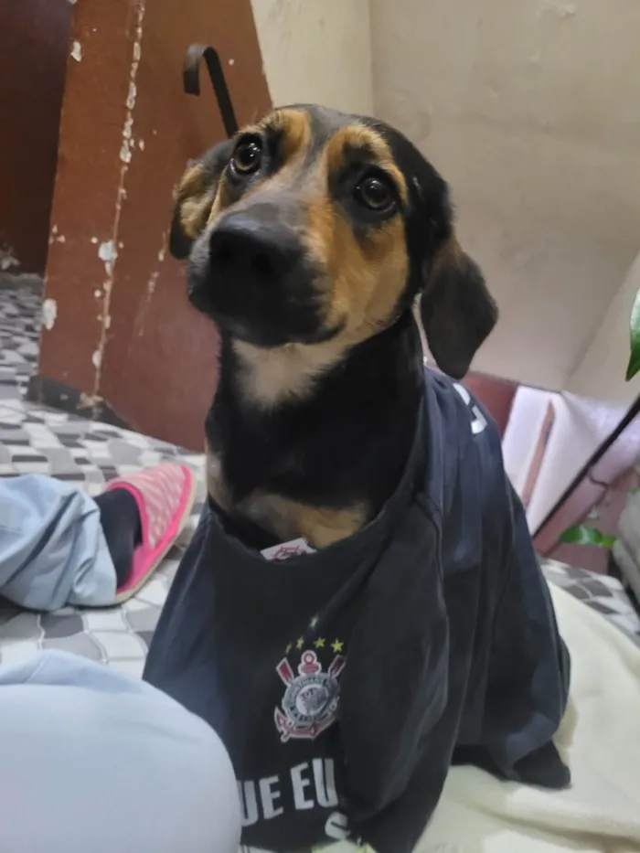 Cachorro ra a Vira lata  idade  nome Não sabemos 